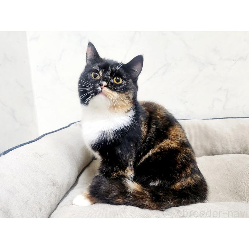 販売中の北海道のスコティッシュフォールド-128935の4枚目