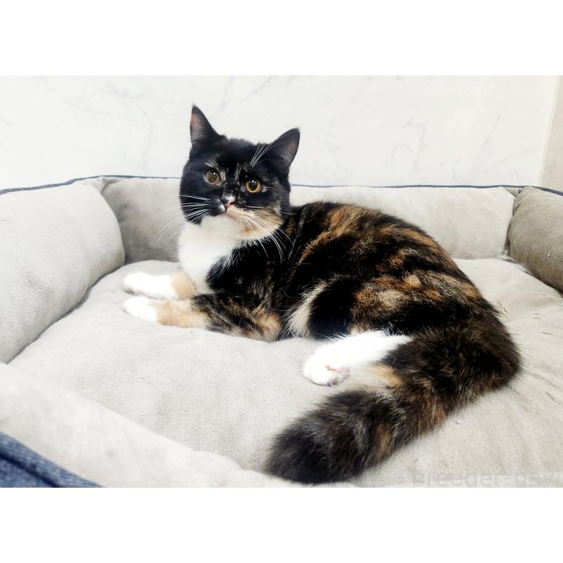 販売中の北海道のスコティッシュフォールド-128935の3枚目