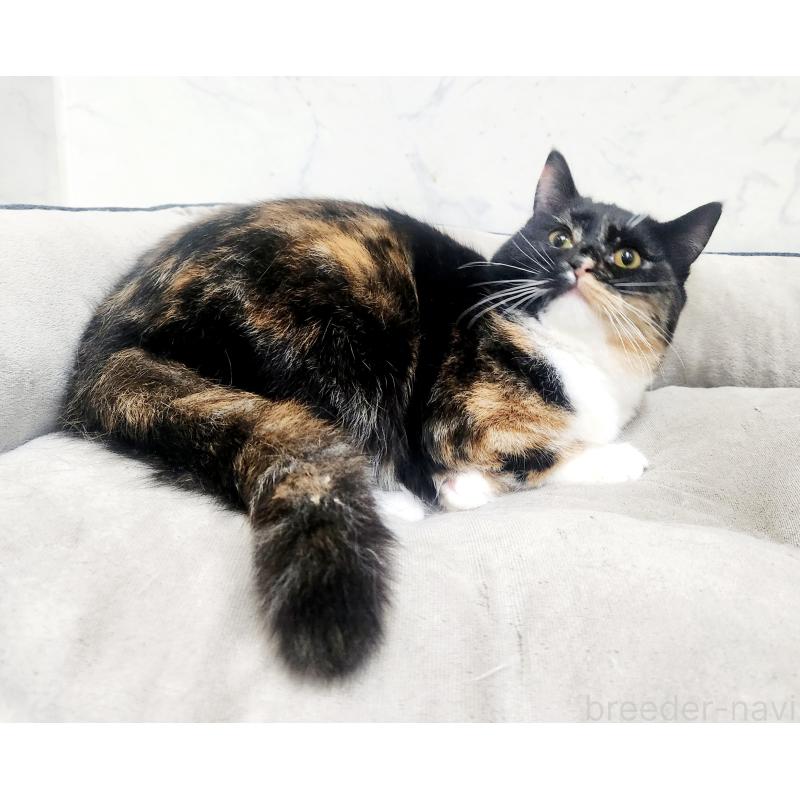 販売中の北海道のスコティッシュフォールド-128935の2枚目