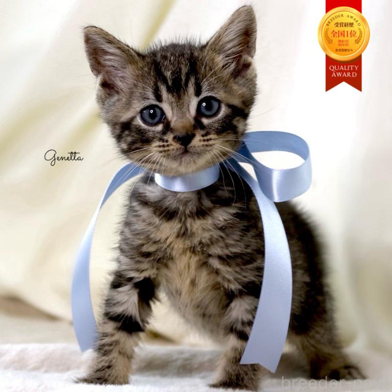 販売中の栃木県のジェネッタ-134946