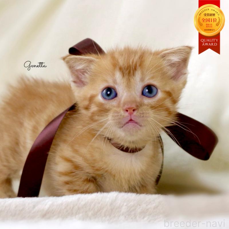 販売中の栃木県のジェネッタ-134947