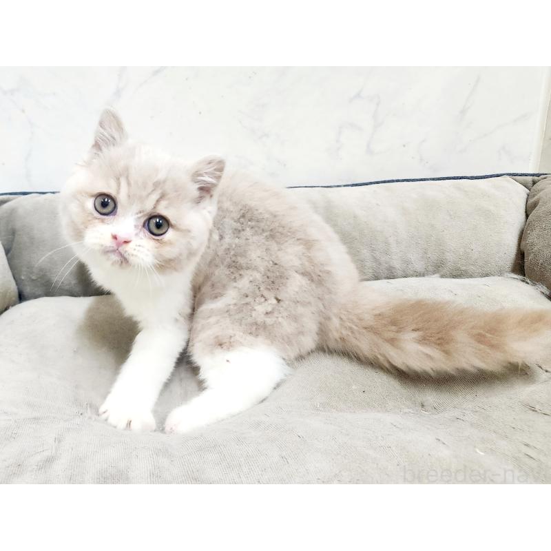 販売中の北海道のスコティッシュフォールド-135690の8枚目