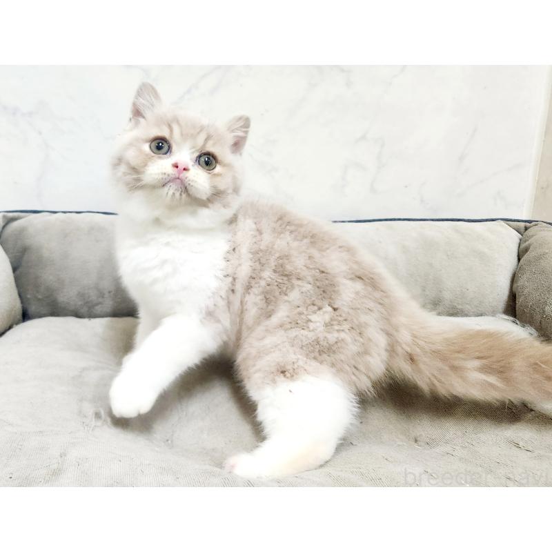 販売中の北海道のスコティッシュフォールド-135690の7枚目