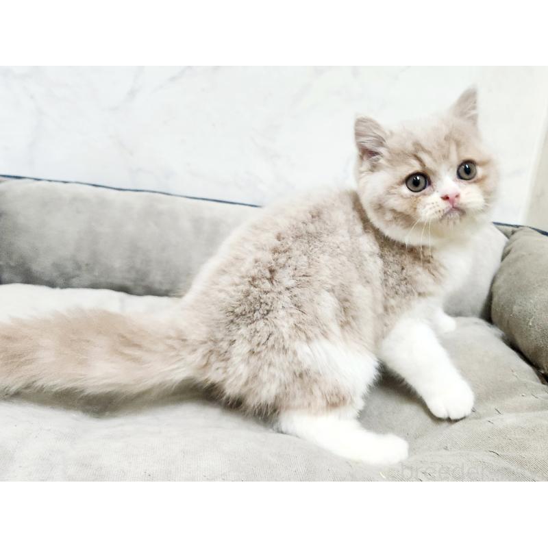 販売中の北海道のスコティッシュフォールド-135690の6枚目