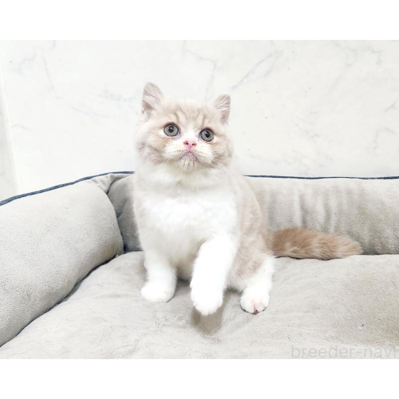 販売中の北海道のスコティッシュフォールド-135690の5枚目