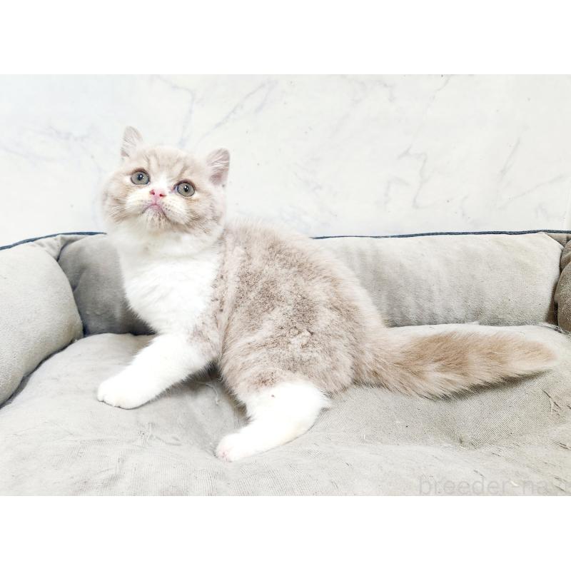 販売中の北海道のスコティッシュフォールド-135690の4枚目