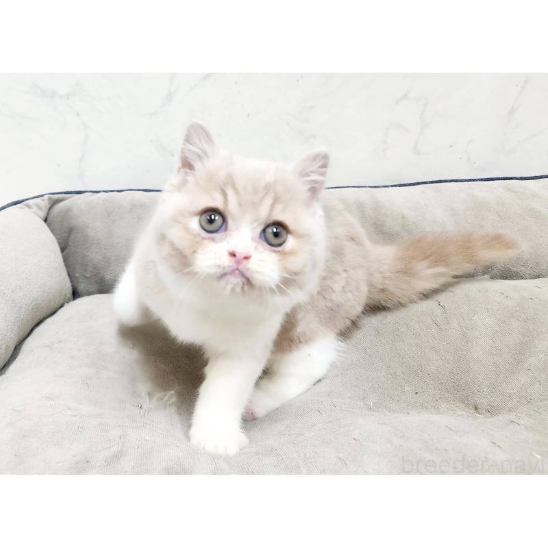 販売中の北海道のスコティッシュフォールド-135690の3枚目