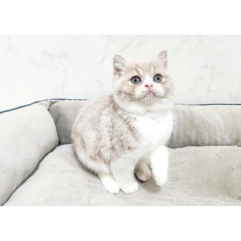 販売中の北海道のスコティッシュフォールド-135690の2枚目