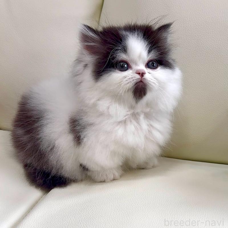 販売中の広島県のミヌエット(短足)-133910