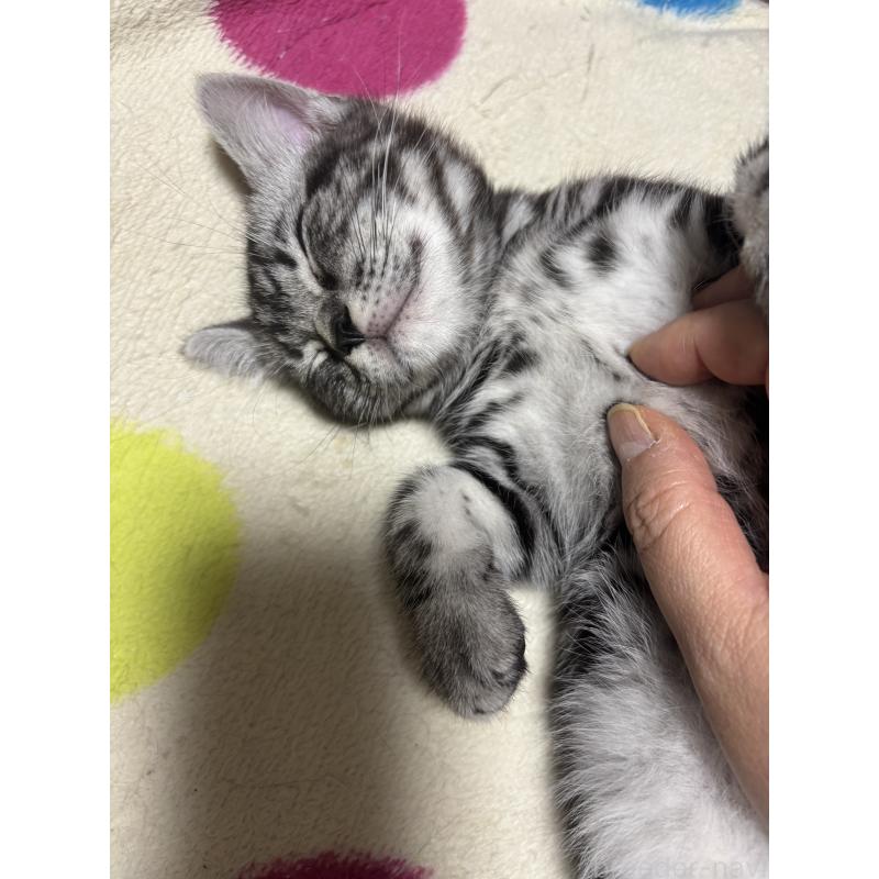 成約済の千葉県のアメリカンショートヘア-132859の3枚目