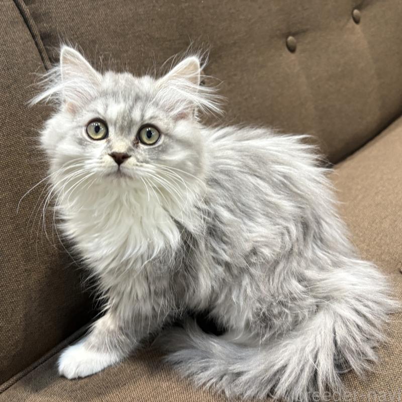 成約済ののミヌエット-135693