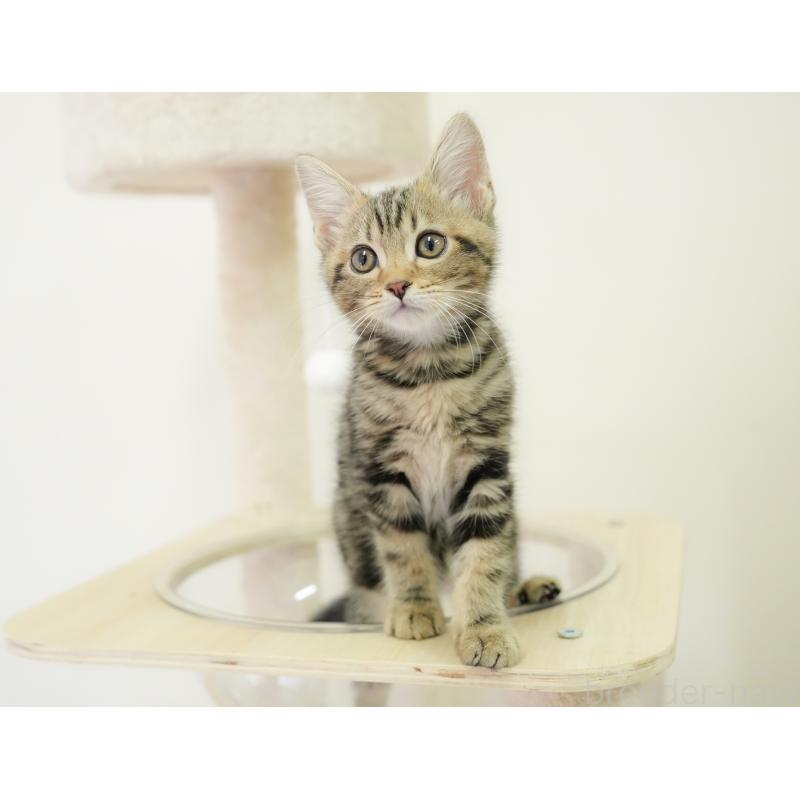 販売中の埼玉県のミヌエット-135694の11枚目