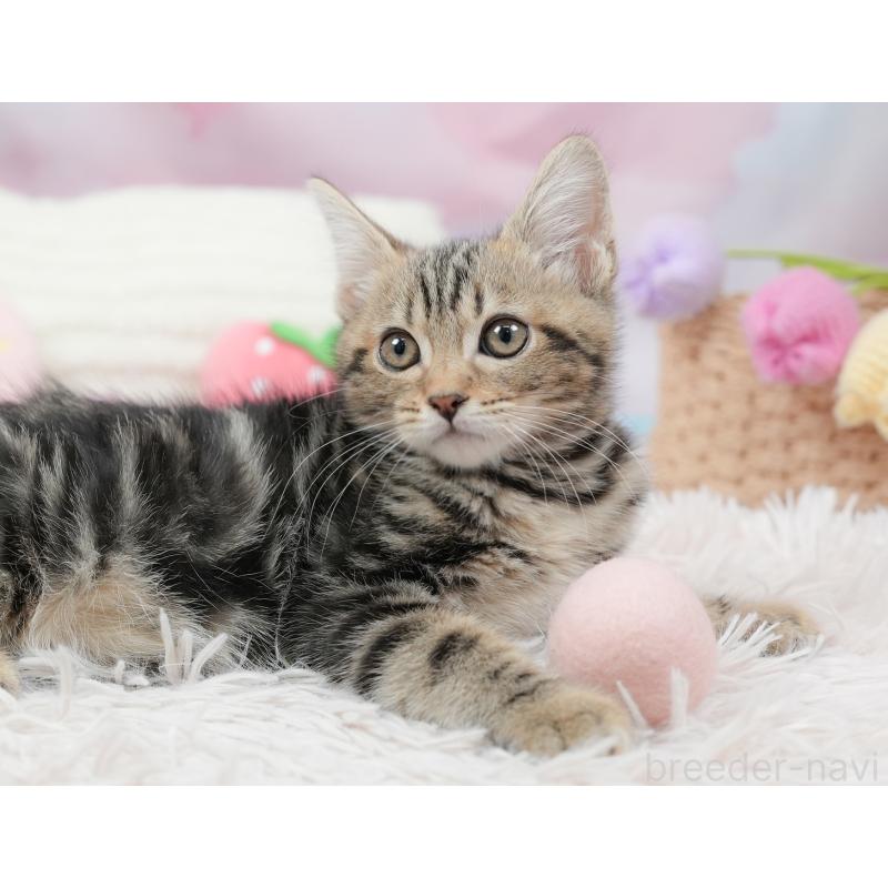 販売中の埼玉県のミヌエット-135694の10枚目