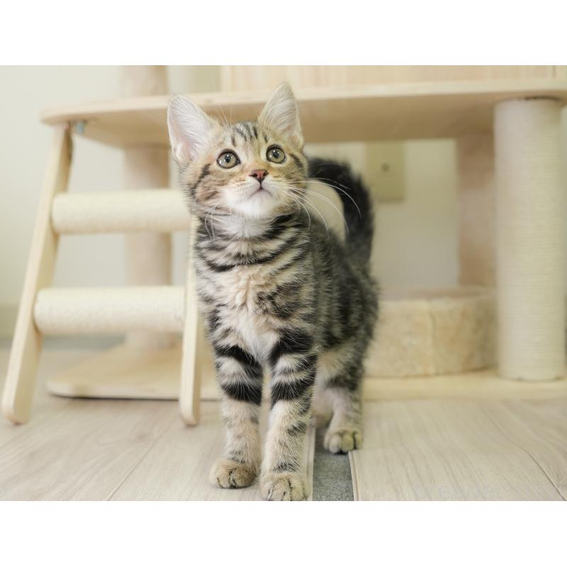 販売中の埼玉県のミヌエット-135694の9枚目