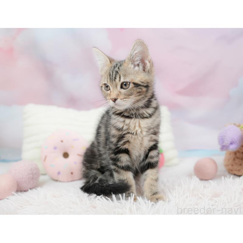 販売中の埼玉県のミヌエット-135694の7枚目