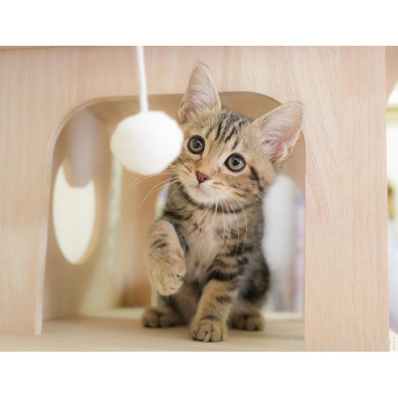 販売中の埼玉県のミヌエット-135694の6枚目