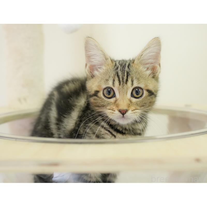 販売中の埼玉県のミヌエット-135694の5枚目