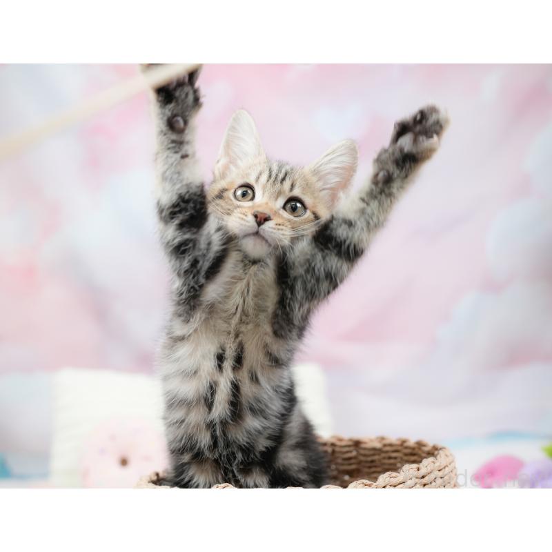 販売中の埼玉県のミヌエット-135694の4枚目