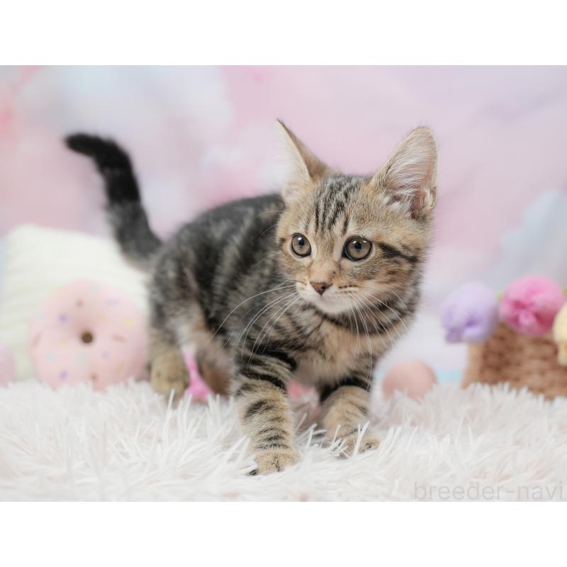 販売中の埼玉県のミヌエット-135694の3枚目