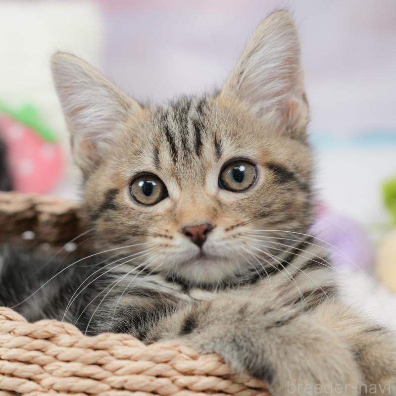 販売中の埼玉県のミヌエット-135694の1枚目