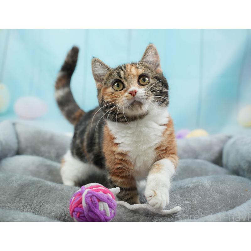 販売中の埼玉県のマンチカン-135695の11枚目