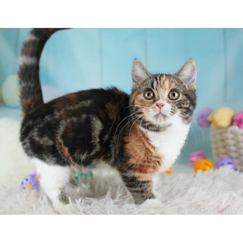 販売中の埼玉県のマンチカン-135695の10枚目