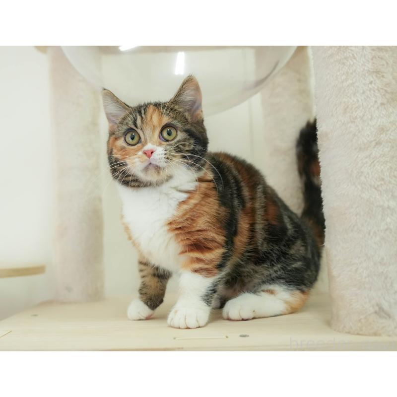 販売中の埼玉県のマンチカン-135695の9枚目