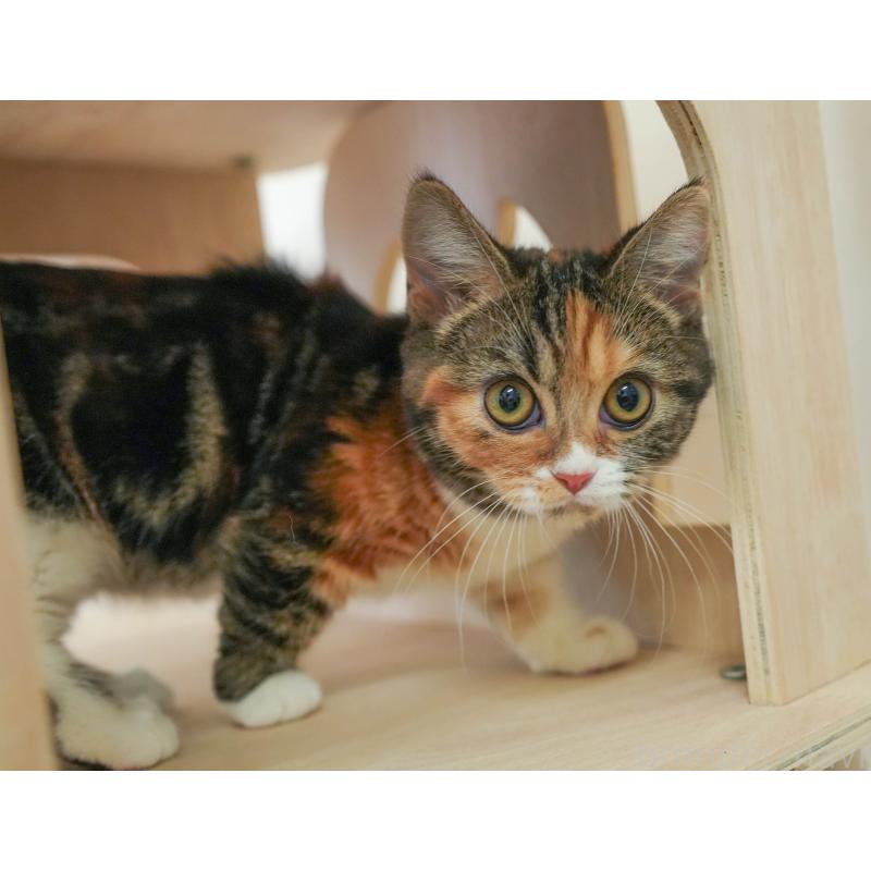 販売中の埼玉県のマンチカン-135695の8枚目