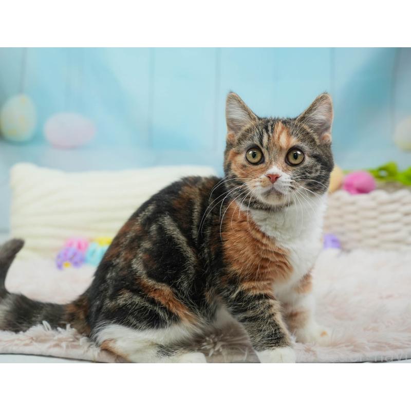 販売中の埼玉県のマンチカン-135695の7枚目