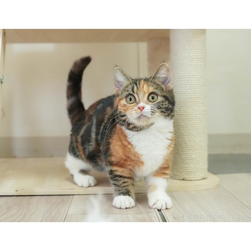 販売中の埼玉県のマンチカン-135695の6枚目