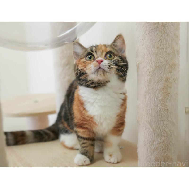 販売中の埼玉県のマンチカン-135695の5枚目