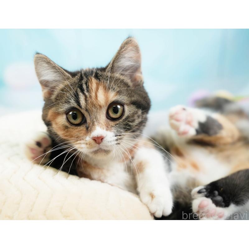 販売中の埼玉県のマンチカン-135695の4枚目