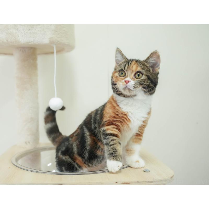 販売中の埼玉県のマンチカン-135695の3枚目