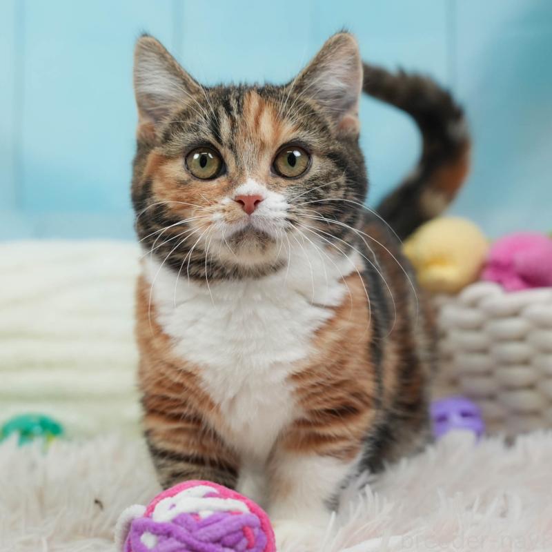 販売中の埼玉県のマンチカン-135695