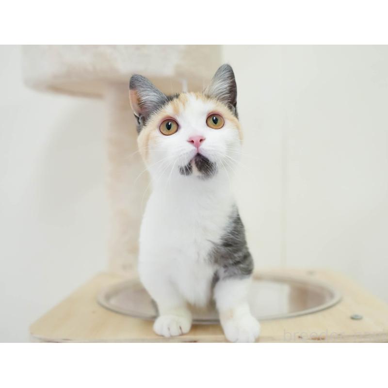 販売中の埼玉県のマンチカン-135696の11枚目