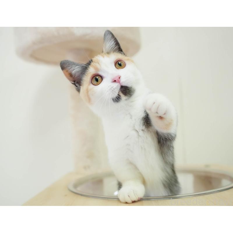 販売中の埼玉県のマンチカン-135696の9枚目