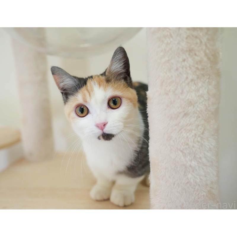 販売中の埼玉県のマンチカン-135696の8枚目