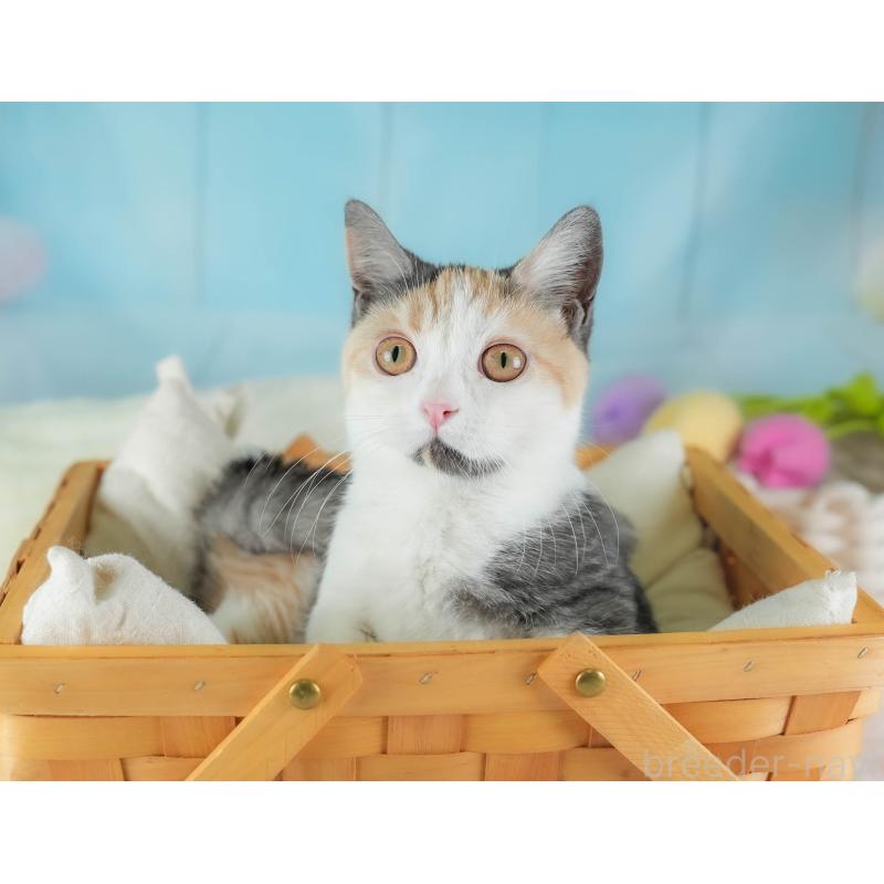 販売中の埼玉県のマンチカン-135696の7枚目