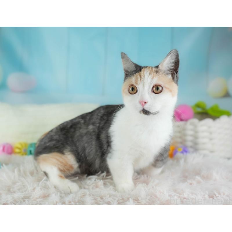 販売中の埼玉県のマンチカン-135696の6枚目