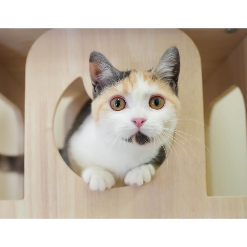 販売中の埼玉県のマンチカン-135696の5枚目