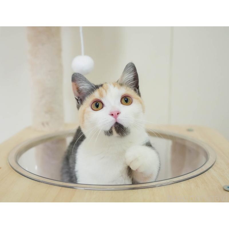 販売中の埼玉県のマンチカン-135696の4枚目