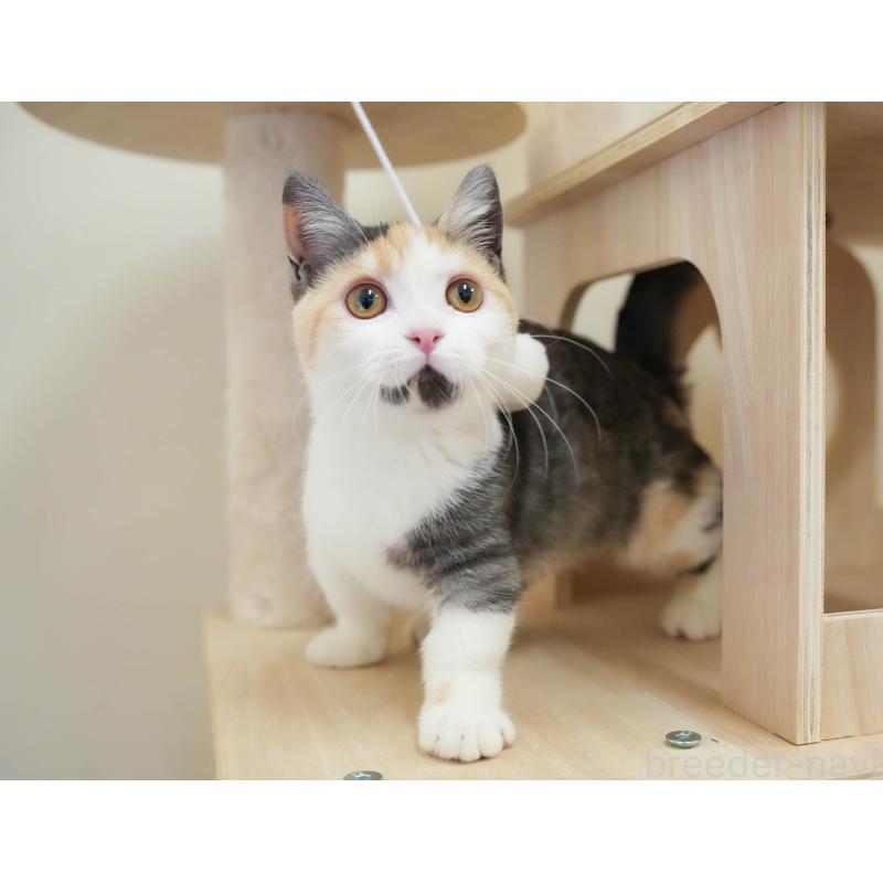 販売中の埼玉県のマンチカン-135696の3枚目