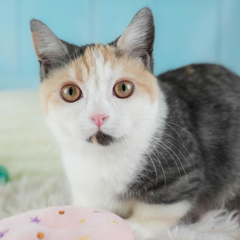 販売中の埼玉県のマンチカン-135696