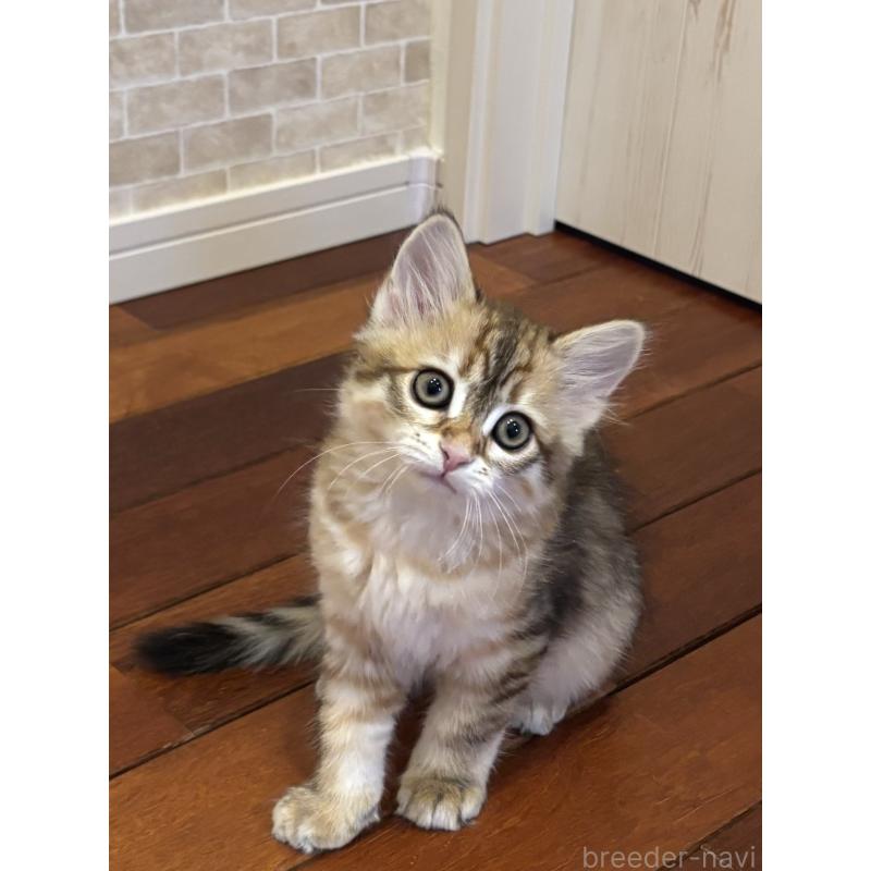 販売中の徳島県のサイベリアン-133802の2枚目