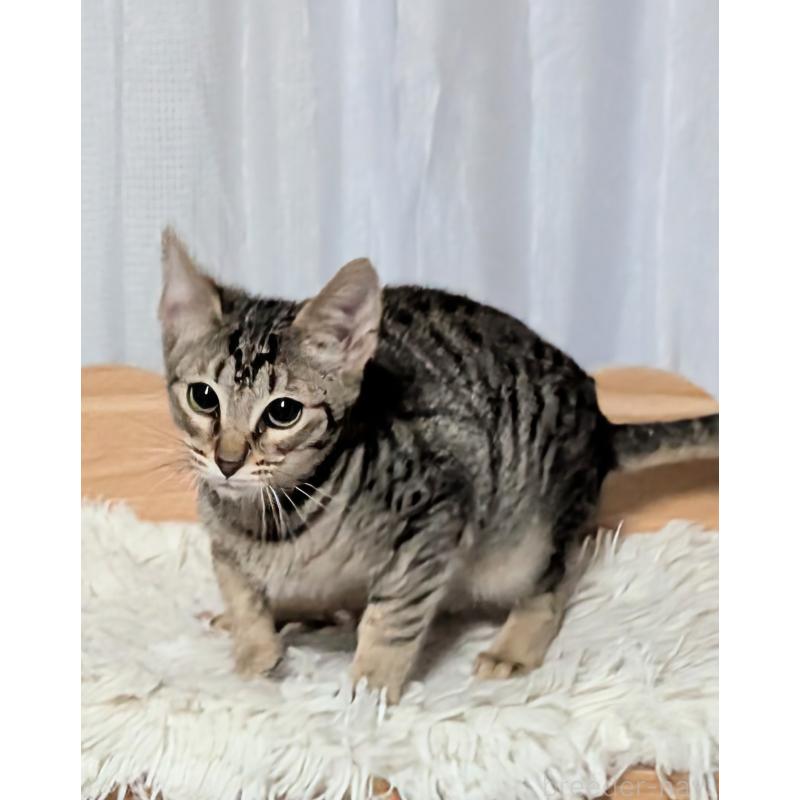 成約済の愛知県のミックス-132203の4枚目