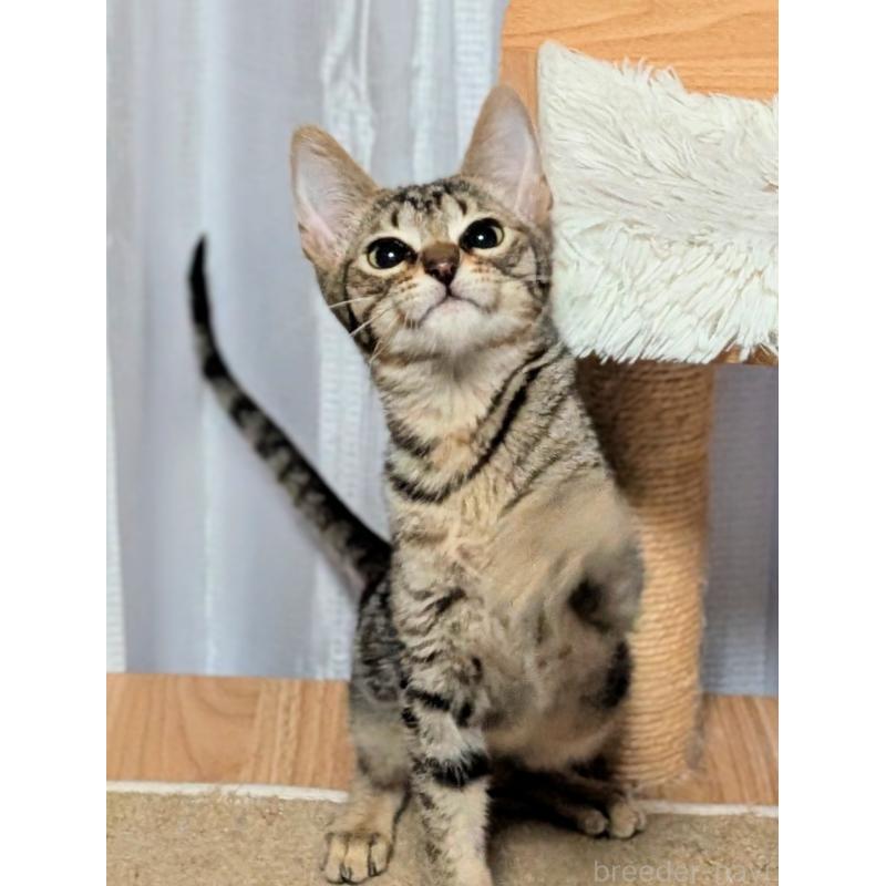 成約済の愛知県のミックス-132203の3枚目