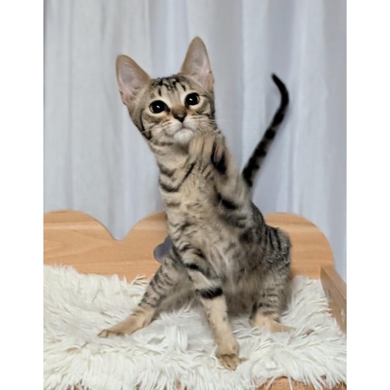 成約済の愛知県のミックス-132203の2枚目