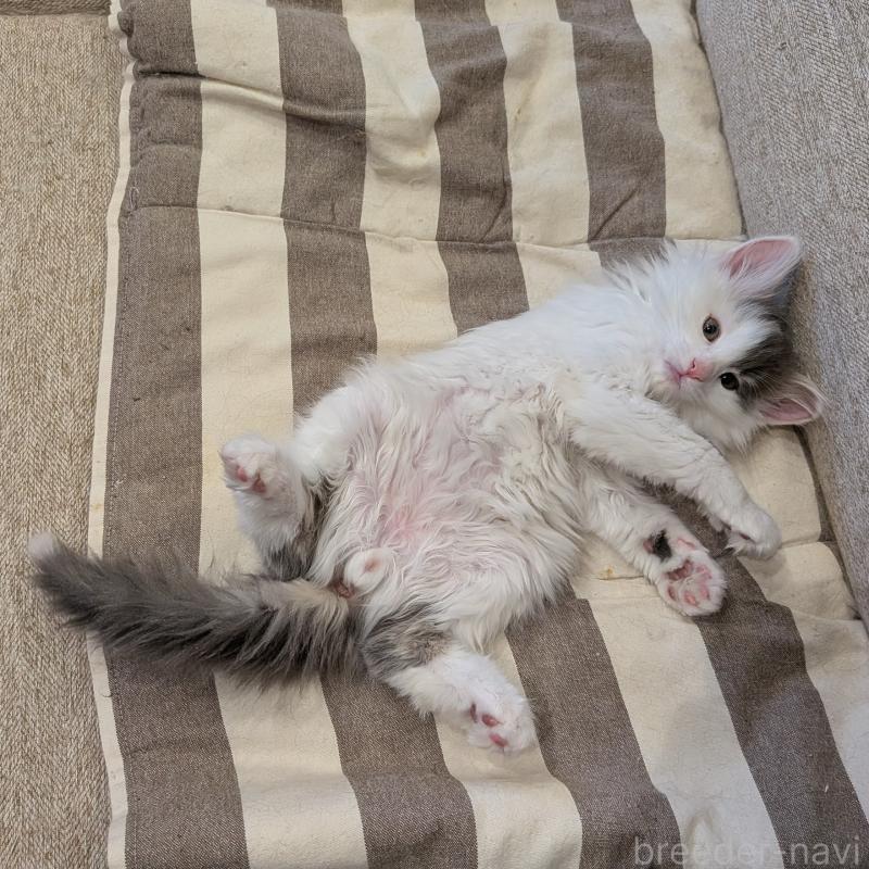 販売中の埼玉県のノルウェージャンフォレストキャット-134157の6枚目