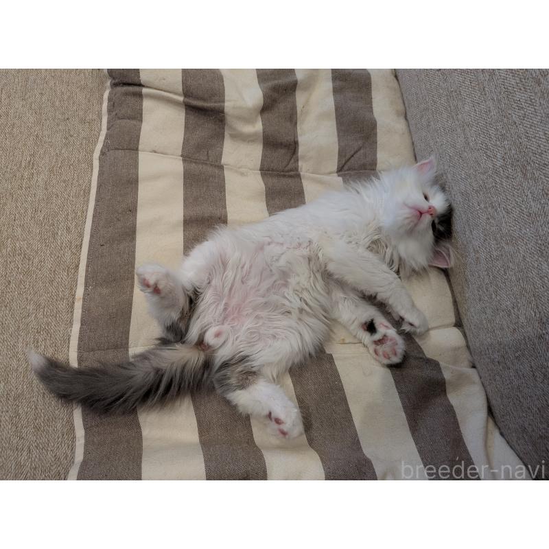 販売中の埼玉県のノルウェージャンフォレストキャット-134157の5枚目