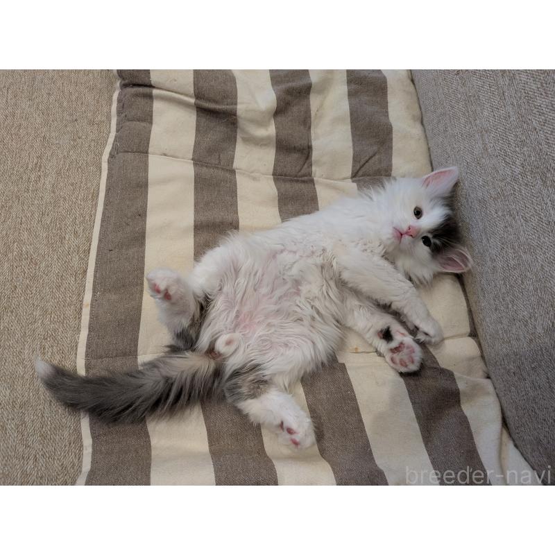 販売中の埼玉県のノルウェージャンフォレストキャット-134157の4枚目